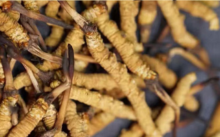 真正好的冬蟲夏草多少錢一斤？2026年那曲蟲草價格指南