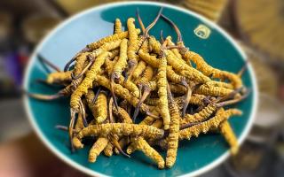 揭秘冬蟲夏草采挖前后變化：那曲雪域珍品的采挖密碼