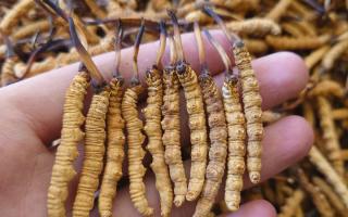 冬蟲夏草主要產(chǎn)地詳解：那曲雪域，蟲草的黃金搖籃