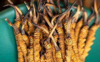 西藏那曲冬蟲(chóng)夏草熬粥攻略：這樣熬最營(yíng)養(yǎng)、最入味