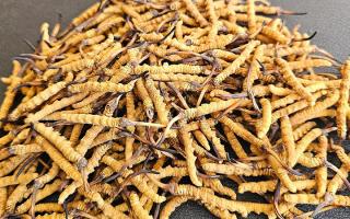 2026年西藏那曲優(yōu)質(zhì)冬蟲夏草市場價(jià)詳解